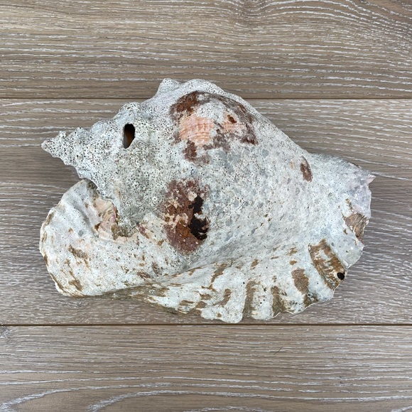 Large Conch Seashell - Picture 2 of 11